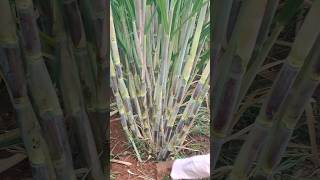 86032 new brity sugarcane viral videofarmingviralvideosugarcane [upl. by Nnylecoj]