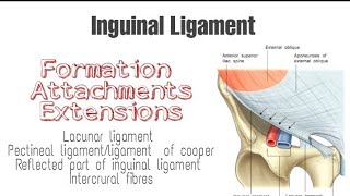 Inguinal ligament  Formation Attachments and Extensions [upl. by Kronfeld]