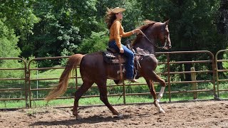 Winning Ride Saddlebred Ranch Riding [upl. by Drehcir]