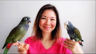 PIONUS PARROTS as PETS  EVERYTHING You Wanted to KNOW [upl. by Swisher]