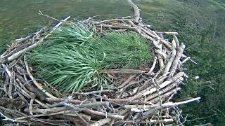 Glaslyn Ospreys Live Stream [upl. by Hahn11]