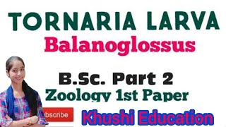 Bsc2 year zoology ll paper1st ll Balanoglossus ll Tornaria larva Notes in Hindi and English👍 [upl. by Campman]