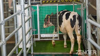 Scientists Are Toilet Training Cows To Reduce Emissions [upl. by Ajit602]