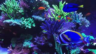 🐟 Coral Reef Aquarium Fish Tank with Water Sound  Tropical Fish Screensaver 10 Hours [upl. by Wharton]