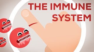 The Immune System Explained I – Bacteria Infection [upl. by Duston]