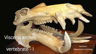 11 visceral arches in vertebrates part I [upl. by Cornia818]