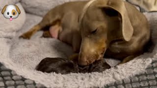 Our Dachshund is Giving Birth Right Now [upl. by Elicia]