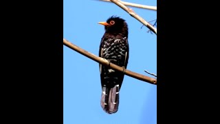 Violet Cuckoo M  2  Bird  Birdwatching  Wildlife  Nature  Port Blair  Andaman Island [upl. by Arza]