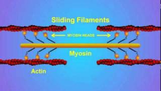 5 Details of ActinMyosin Crosslinking [upl. by Allemat]