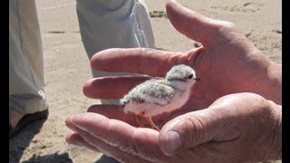 The Parks Piping Plovers [upl. by Hcab]