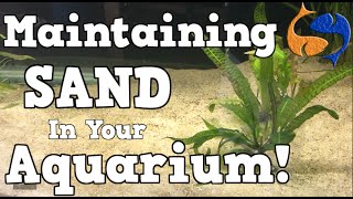 Maintaining A Sand Substrate In Your Aquarium KGTropicals [upl. by Gristede]