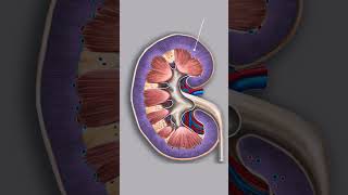 Kidney anatomy with 3d illustrations humankidney kidney kidneystructure kidneystructureampfunction [upl. by Bekaj]