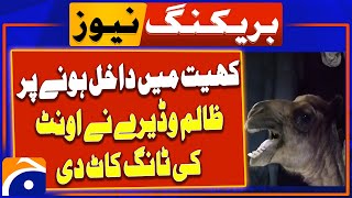 Wadera in Sanghar cut off the legs of a camel  Breaking News  Geo News [upl. by Bernj161]