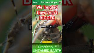 Top 5 Tiny Insect Predators You Should be glad arent bigger wildlife facts nature insects [upl. by Gawen]