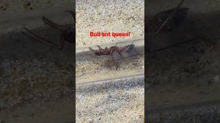 Bull ant queen shorts bullant [upl. by Lait]