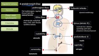 Biológia  Hormonálna sústava [upl. by Hindorff236]