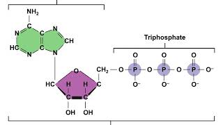 Physiology Chapter 3 Part 2 of 3 [upl. by Asquith582]