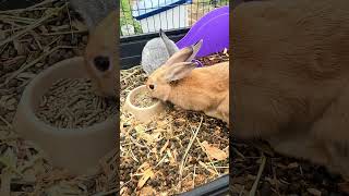 Alaskan Viking Homestead Meat Rabbits [upl. by Sivehc]