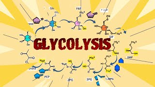 Understanding Glycolysis The Energy Pathway of Life glycolysis cellularrespiration biology [upl. by Ekaterina]