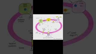 Photosynthesis ATP synthesis through chemiosmosis biology [upl. by Queen]