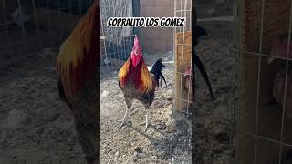 Corralito Los Gomez gallos california galleros 90srap gamefowl [upl. by Bili]