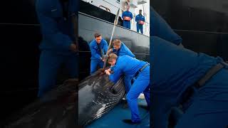 Heroes of the sea save critically injured humpback whale from death [upl. by Boyce]