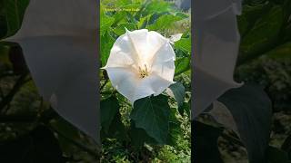 Epipetalous Condition in Solanaceae Family Datura Plant Epipetalous Condition stamen datura [upl. by Sidonius]