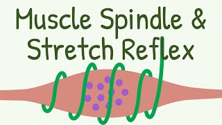 Muscle Spindle amp Stretch Reflex  Knee Jerk Reflex [upl. by Naoma780]