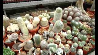 Dutch Cactus Nursery [upl. by Karly]