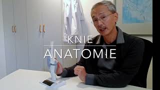 Knie anatomie [upl. by Ahsitul]