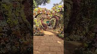 Nashik flower park❤️viralshorts trending views shortsfeed song ytshorts ridhiarushots [upl. by Derry]