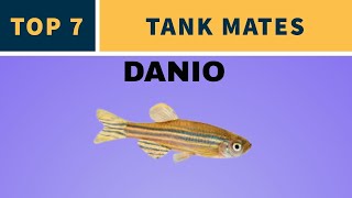 TOP 7 TANK MATES FOR DANIOS [upl. by Mide156]