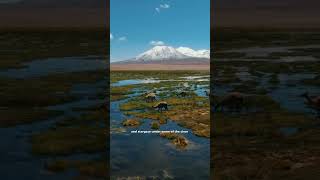 Experience Atacama Desert atacama atacamadesert travel explore [upl. by Oina]