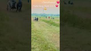 26 October 2024 piston 5 5 5 vairalvideo cow bailgadasharyat comedy shorts short subscribe [upl. by Nyrahs]