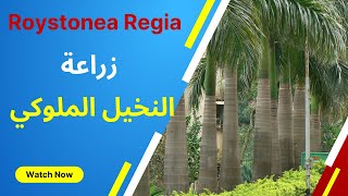 زراعة النخيل الملوكي Roystonea Regia [upl. by Jill]