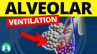 Alveolar Ventilation Medical Definition  Quick Explanation [upl. by Margaret68]