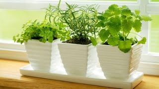 Five Indoor Herb Garden Ideas and Advantages [upl. by Sabra927]