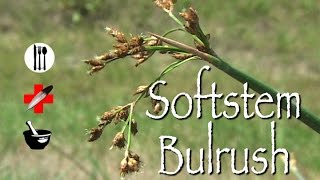 Softstem Bulrush Edible Medicinal amp Other Uses [upl. by Augy123]