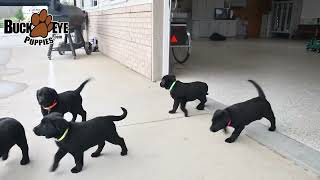 Friendly Labrador Retriever Mix Puppies [upl. by Rickart510]