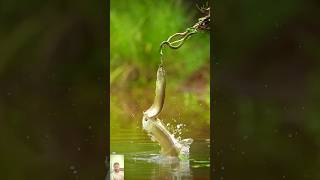 Arowana fish hunting snake 🐍 🐠 animals shorts youtubeshorts [upl. by Haya872]