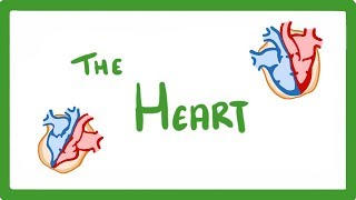 GCSE Biology  The Heart 23 [upl. by Elleynad]