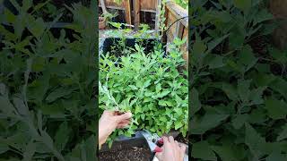 Harvesting Lambs Quarters gardening lambsquarters weed [upl. by Mandle361]