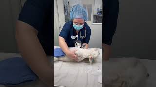 Skill 1 prepping and positioning a canine orchiectomy [upl. by Beilul]