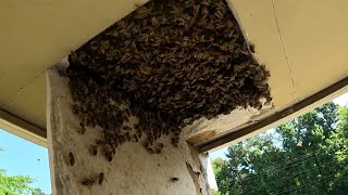 MASSIVE BEEHIVE Found In An Apartment by YappyBeeman TM [upl. by Brighton]