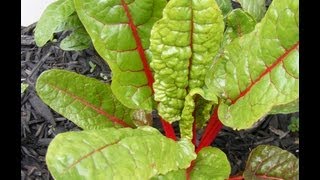 Growing Swiss Chard [upl. by Hildy]