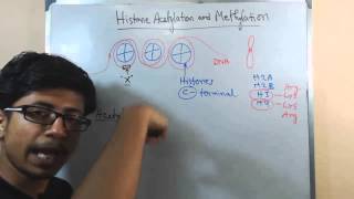 Histone acetylation and methylation [upl. by Paxon]