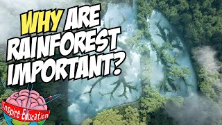 Why are Rainforests Important [upl. by Naujad]