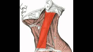 muscles of the torso [upl. by Enomyar159]