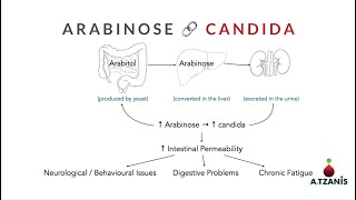 Arabinose  Candida Overgrowth OAT Test [upl. by Avaria343]