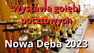 WYSTAWA GOŁĘBI POCZTOWYCH  NOWA DĘBA 2023 [upl. by Arhez563]